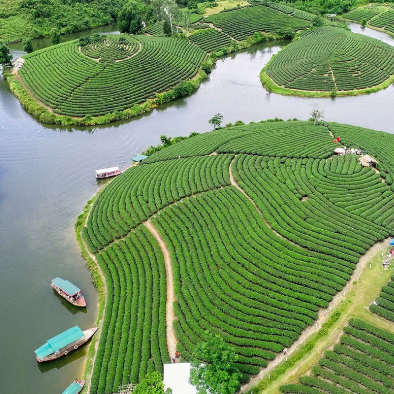 Thanh Chuong Tea Hill