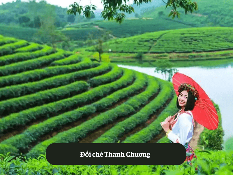 Đồi chè Thanh Chương