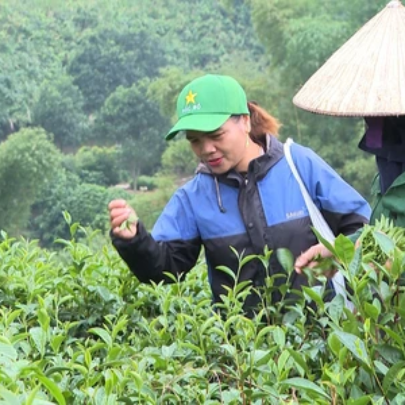 FAQ - Giải Đáp Thắc Mắc Về Đồi Chè Phiêng An