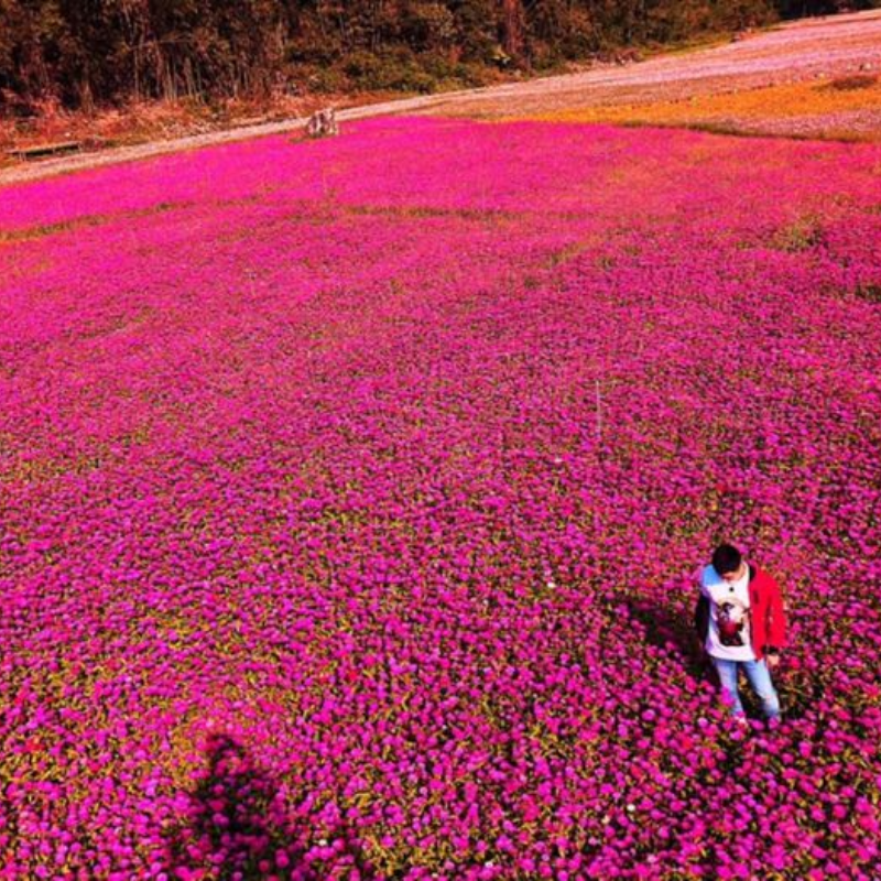 Giới Thiệu Thung Lũng Hoa Bắc Sơn, Vị Trí Thung Lũng Hoa Bắc Sơn Ở Đâu?