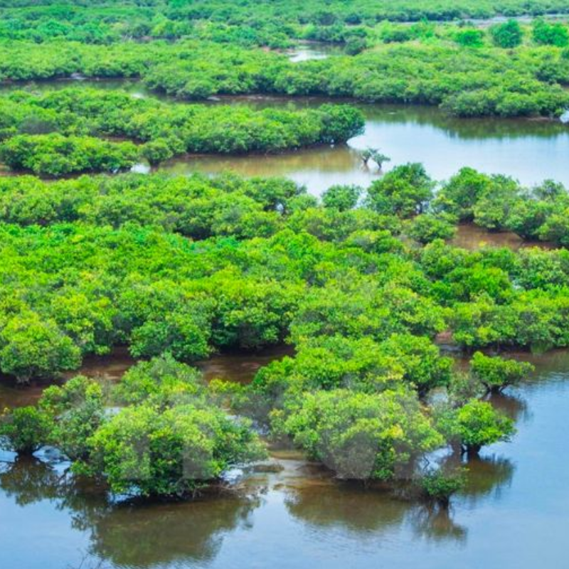 Giới Thiệu Vườn Quốc Gia Xuân Thủy