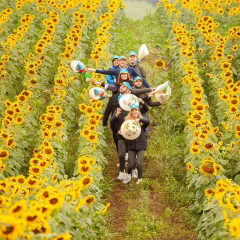 Giới Thiệu Cánh đồng hoa hướng dương Nghệ An, Vị Trí Ở Đâu?