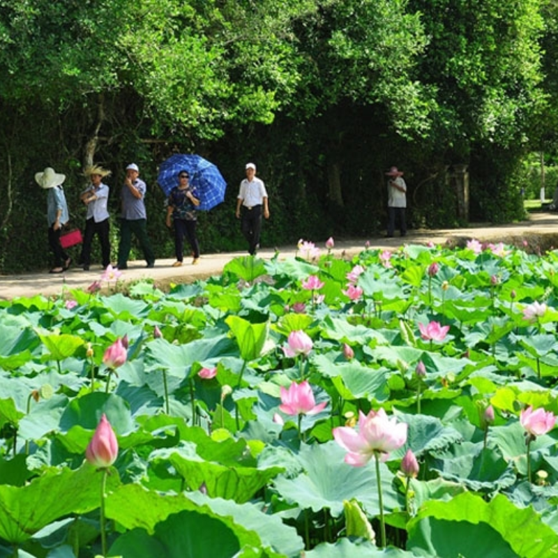 Giới Thiệu Làng Sen, Vị Trí Ở Đâu?