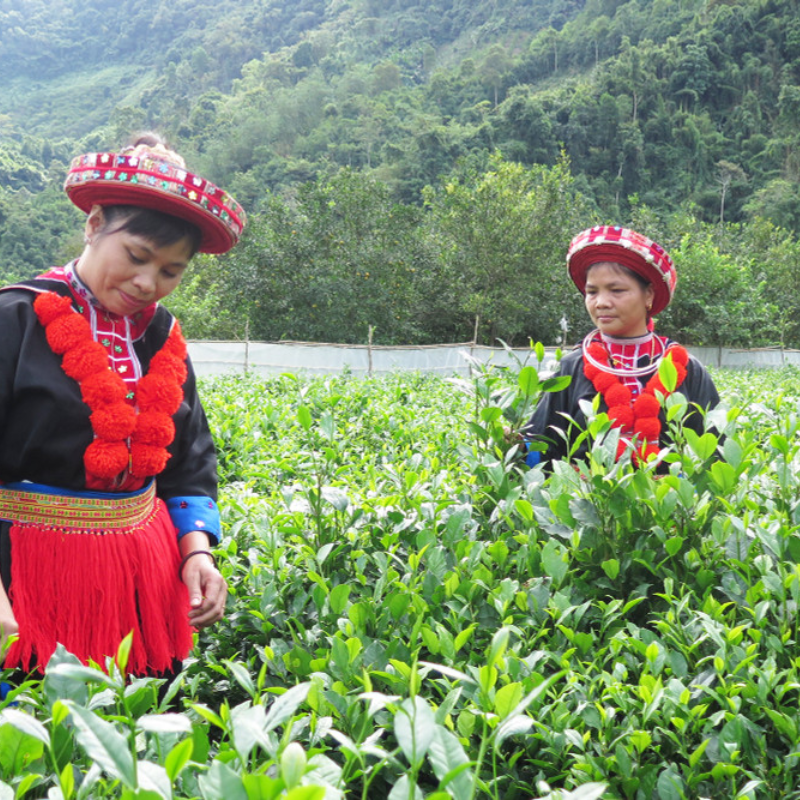 Đồi Chè Phiêng An ở đâu? - Vị trí và Địa chỉ Chi Tiết