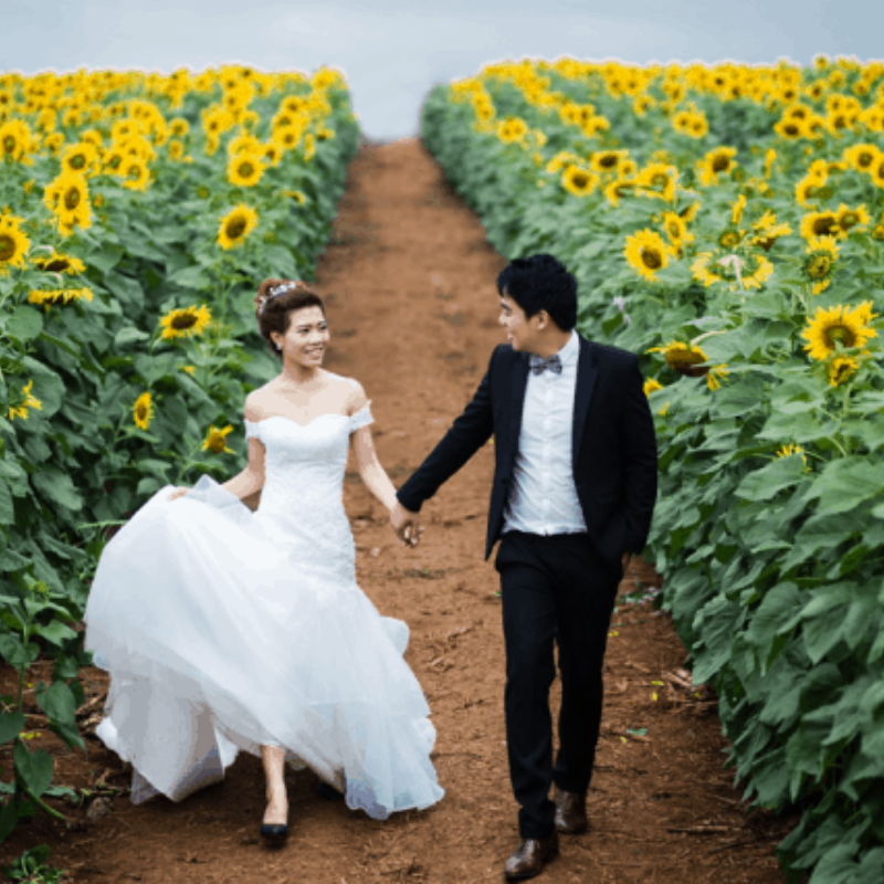 Kinh Nghiệm Khi Tham Quan Cánh đồng hoa hướng dương Nghệ An