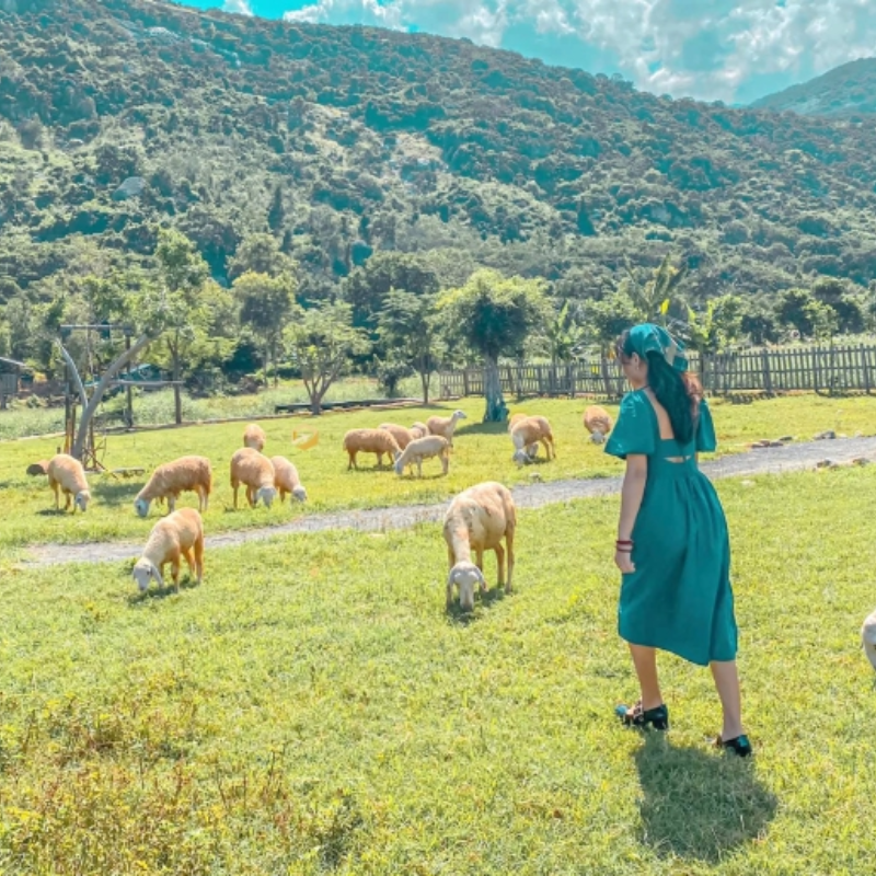 Nên đi Đồng Cừu An Hòa vào mùa nào?