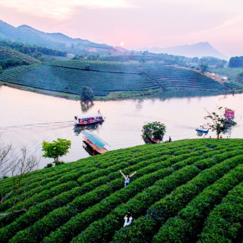 Lịch sử đồi chè Thanh Chương
