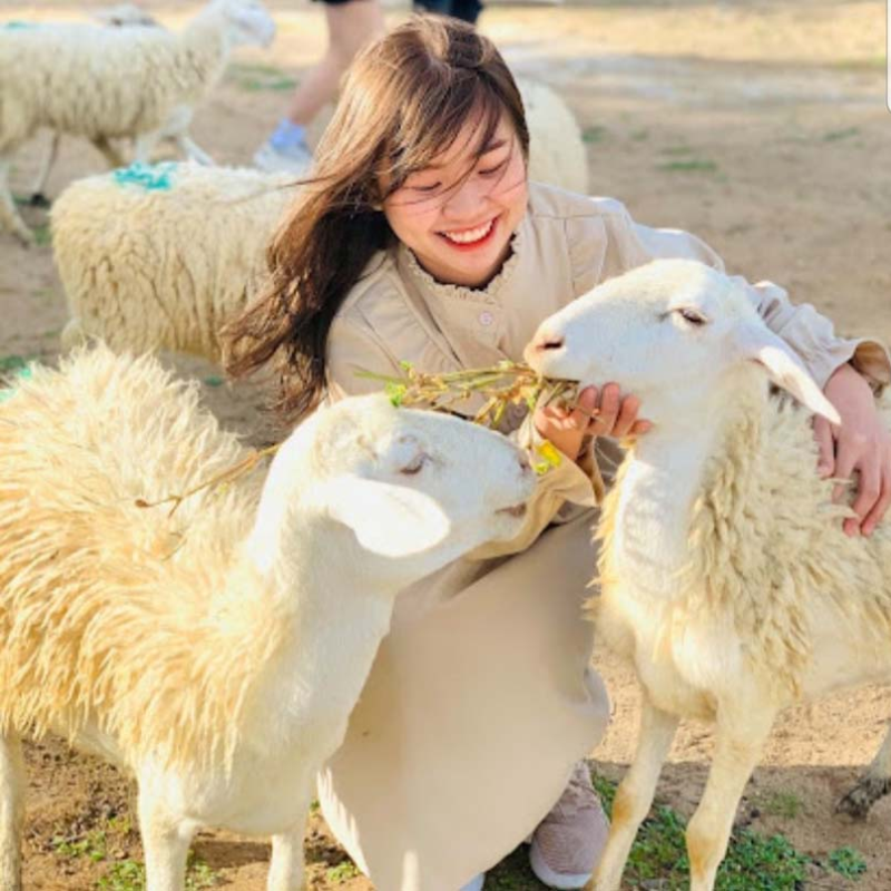 Local Trips .ORG Chuyên Cung Cấp Thông Tin Tìm Kiếm, Địa Điểm Tham Quan Tại Đồng Cừu An Hòa