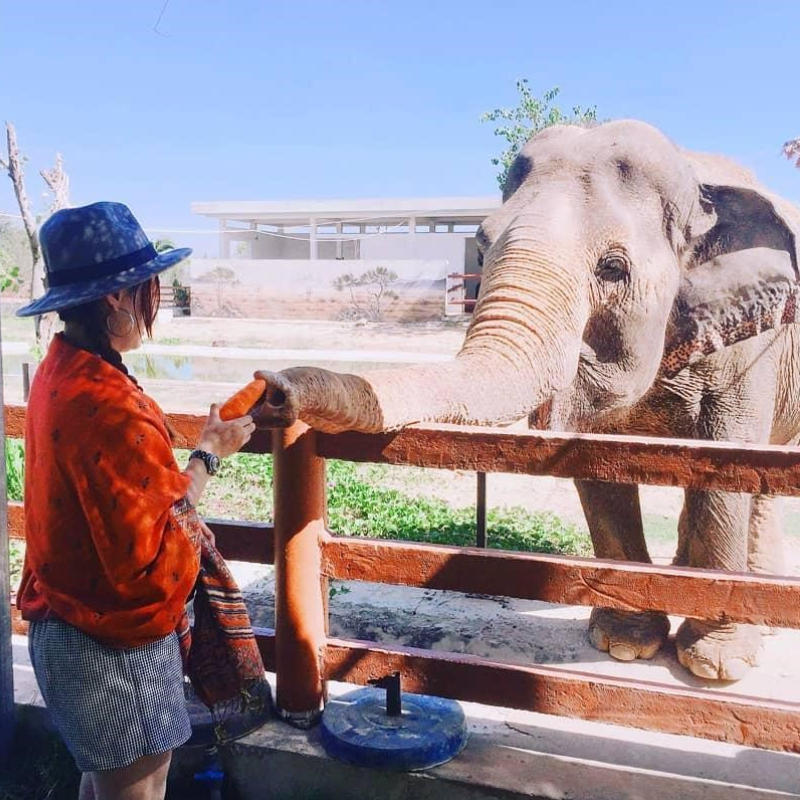 Local Trips .ORG Chuyên Cung Cấp Thông Tin Tìm Kiếm, Địa Điểm Tham Quan Tại FLC Zoo Safari Park Quy Nhơn