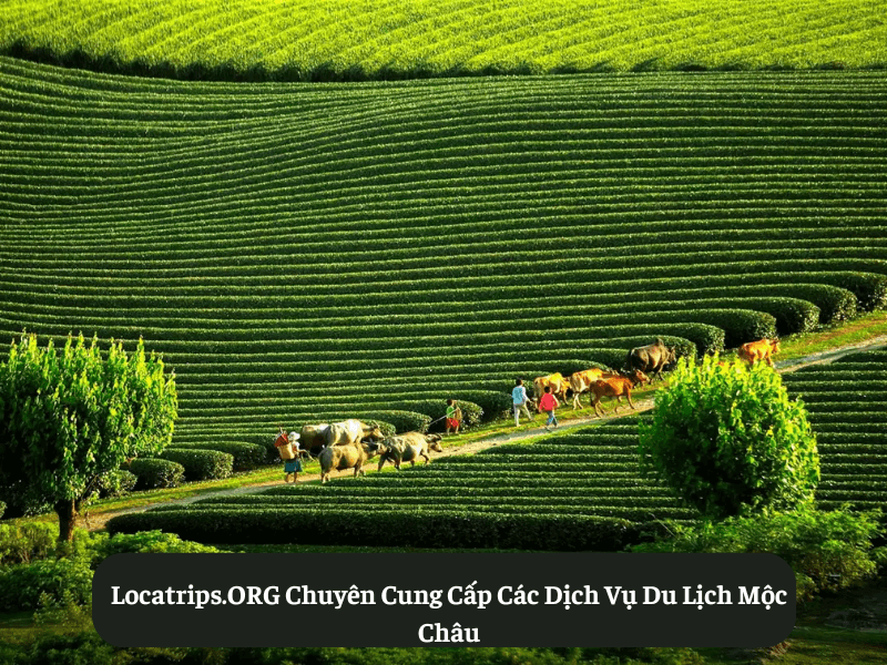 Locatrips.ORG Chuyên Cung Cấp Các Dịch Vụ Du Lịch Mộc Châu