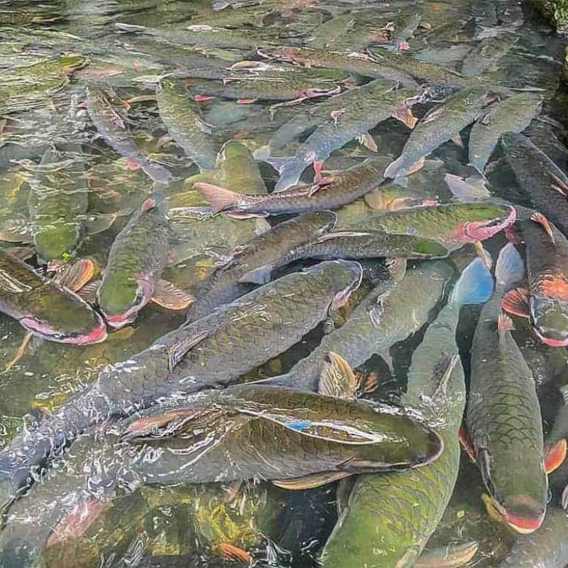 Những Ai Thường Đến Suối Cá Thần Cẩm Lương Để Làm Gì?