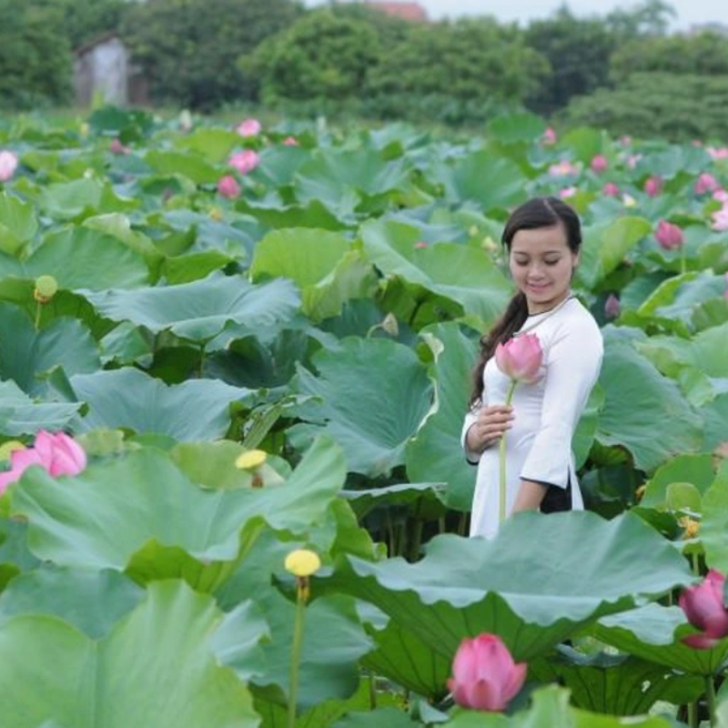 Những Ai Thường Đến Đầm Sen Xuân Đỉnh Để Làm Gì?