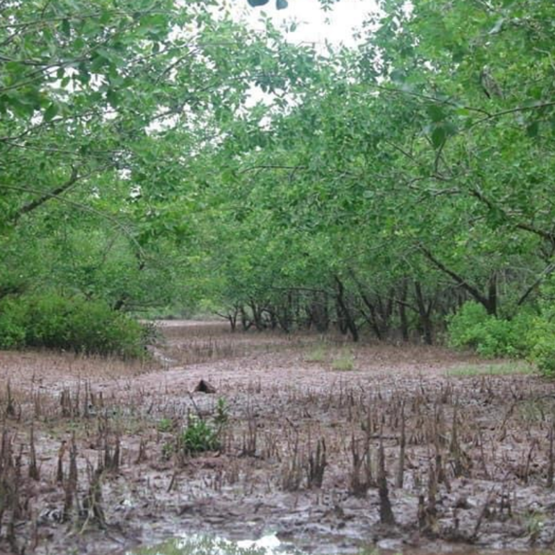 Những Ai Thường Đến Rừng Ngập Mặn Đại Hợp Để Làm Gì?