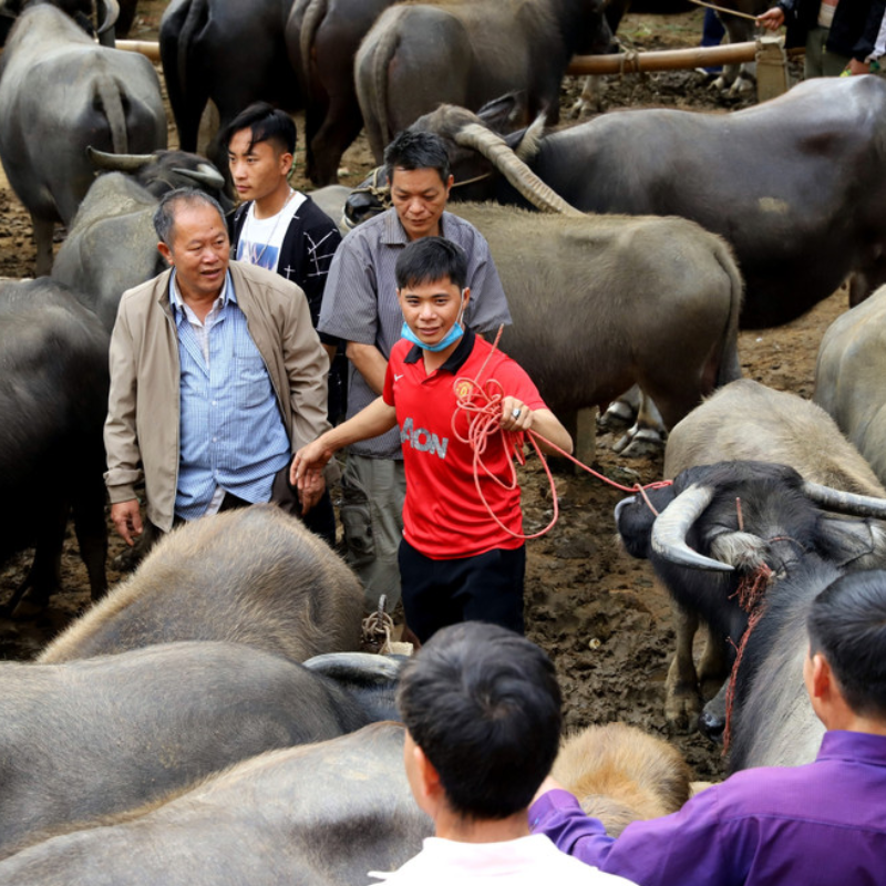 Những Ai Thường Đến Chợ Bò Nghiên Loan Để Làm Gì?