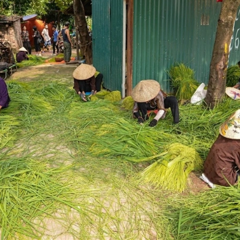 Những Ai Thường Đến Làng cốm Mễ Trì Để Làm Gì?