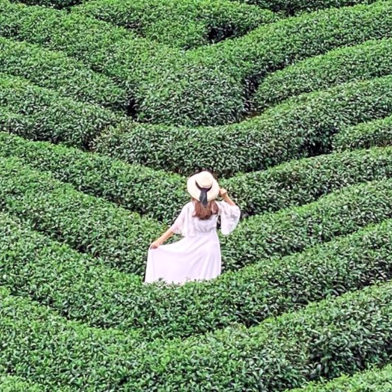 Những Ai Thường Đến Đồi Chè Trái Tim Mộc Châu Để Làm Gì?