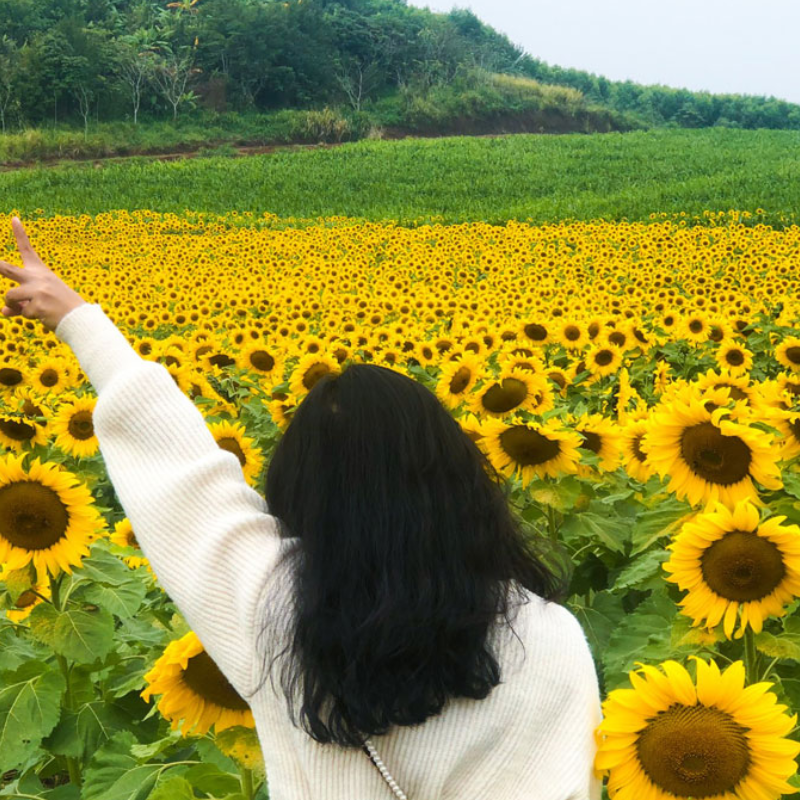 Những Ai Thường Đến Cánh đồng hoa hướng dương Nghệ An Để Làm Gì?