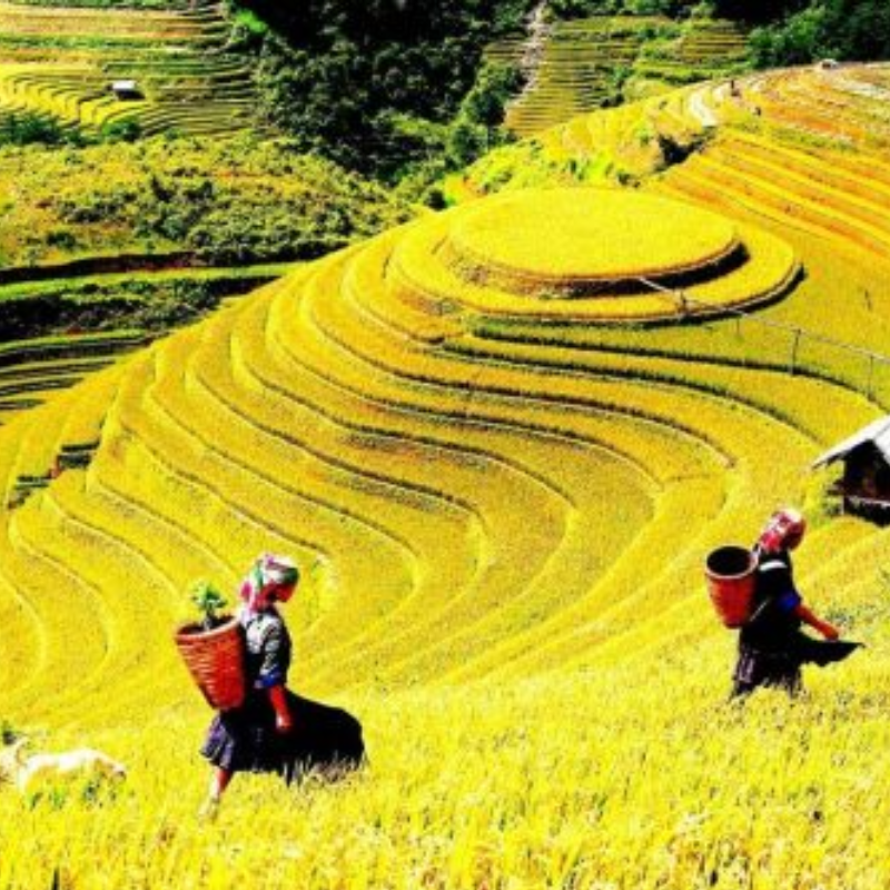 Những Ai Thường Đến Xã Y Tý Để Làm Gì?