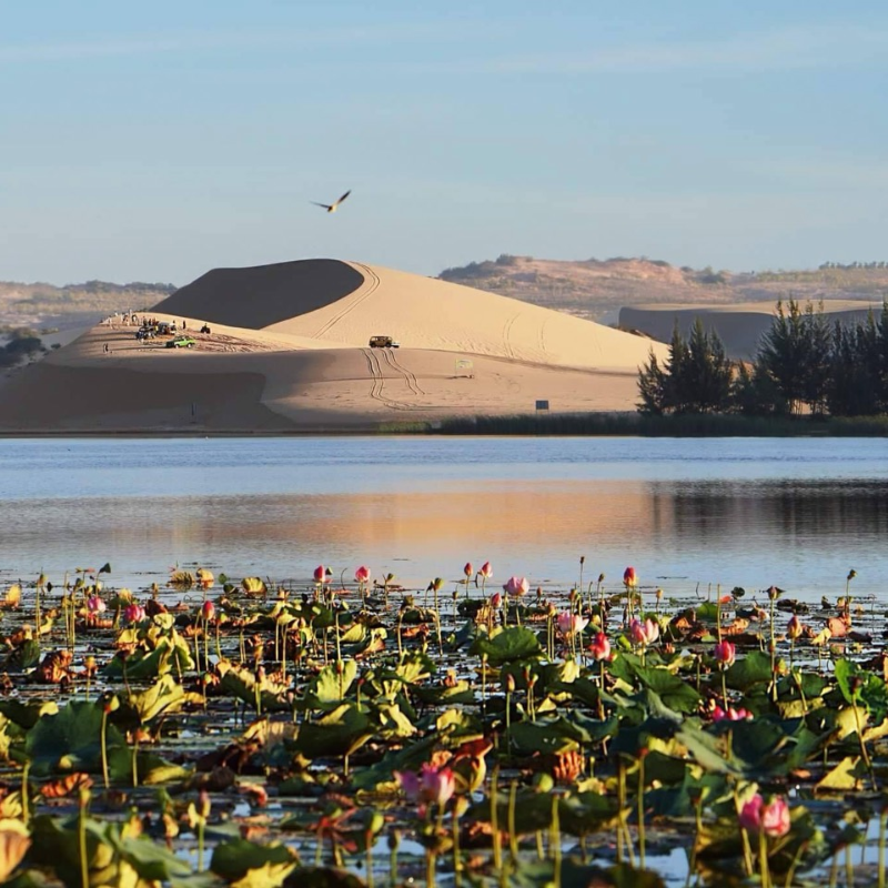 Những Ai Thường Đến Bàu Sen Mũi Né Để Làm Gì?