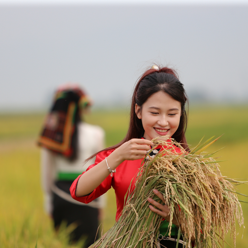 Những Ai Thường Đến Cánh Đồng Mường Thanh Để Làm Gì?