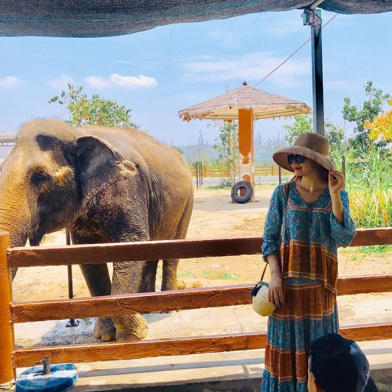 Những Ai Thường Đến FLC Zoo Safari Park Quy Nhơn Để Làm Gì?