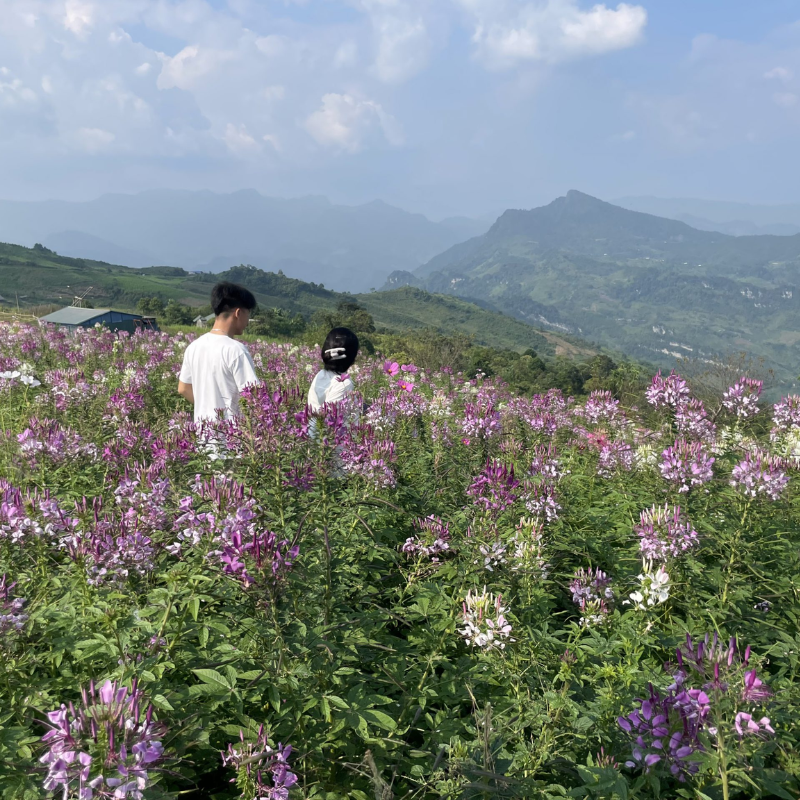 Những Ai Thường Đến Đỉnh Mù Là Để Làm Gì?