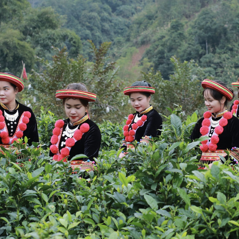 Ai Đến Đồi Chè Phiêng An? - Khám Phá Những Trải Nghiệm Tuyệt Vời