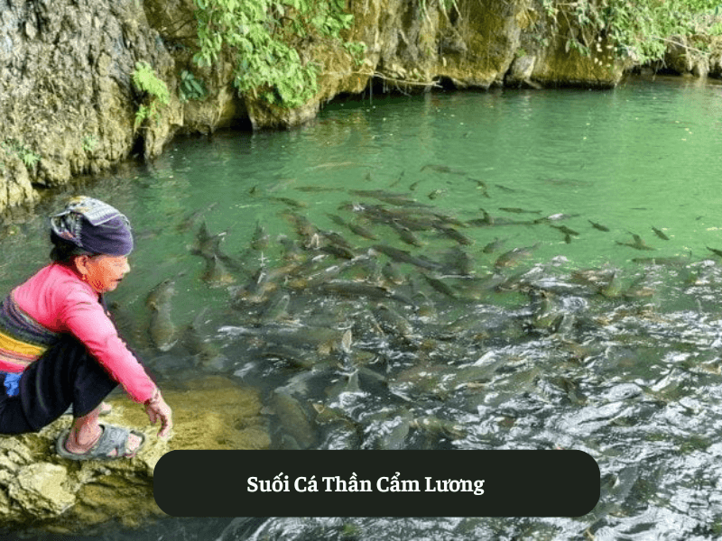 Suối Cá Thần Cẩm Lương