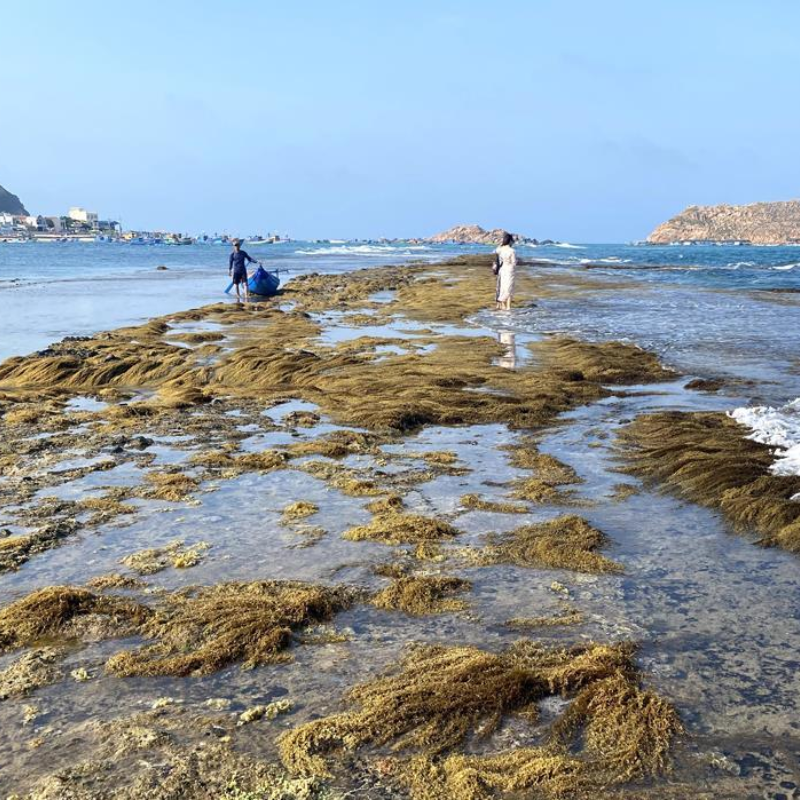 Thành Cổ Quy Nhơn