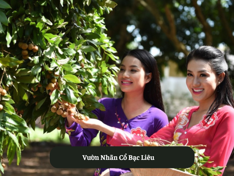 Vườn Nhãn Cổ Bạc Liê
