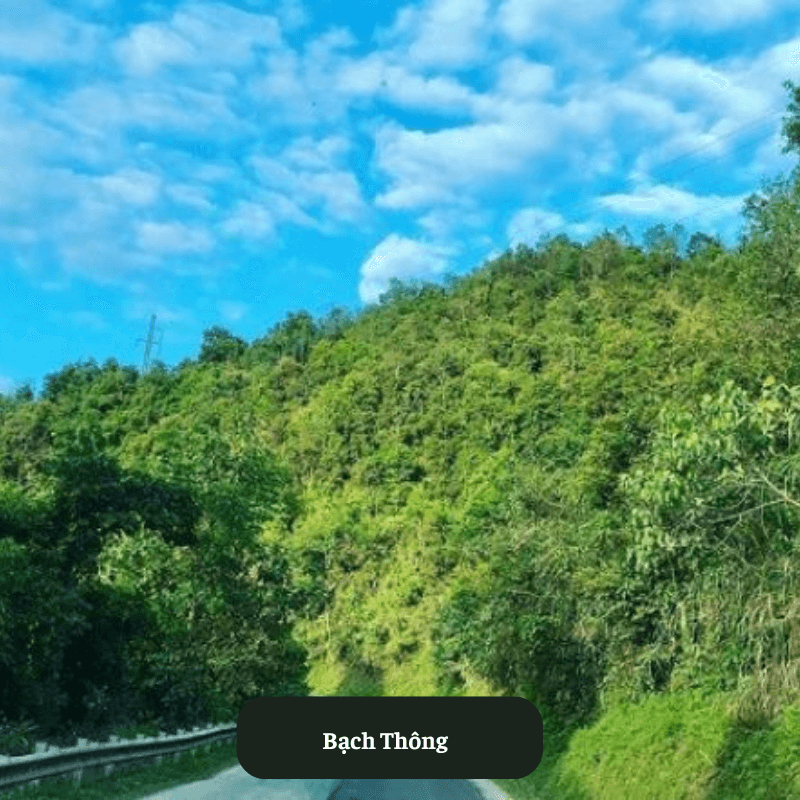 Bạch Thông