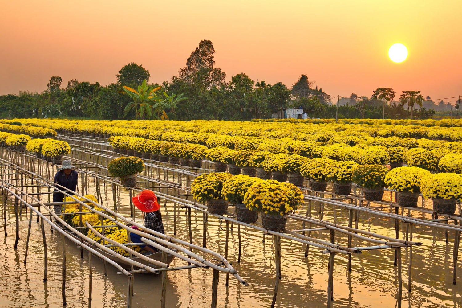 Giới Thiệu Cao Lãnh - Xứ sở sen hồng