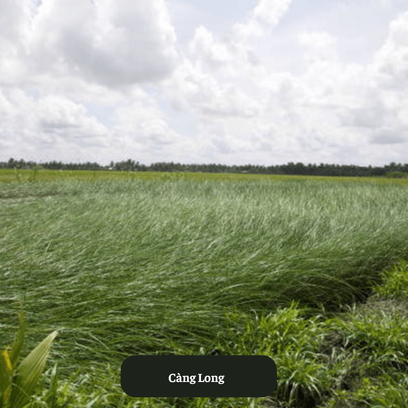 Càng Long