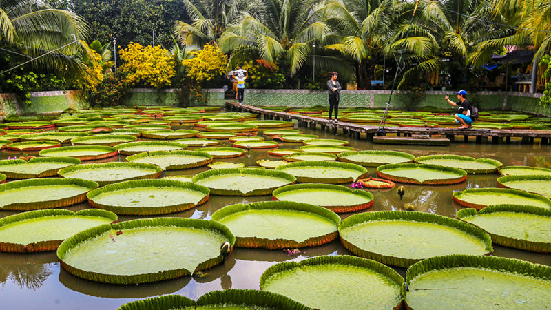 Đồng Tháp: Khám Phá "Đất Sen Hồng" Nồng Thắm, "Vựa Lúa" Miền Tây Giữa Lòng Đồng Bằng Sông Cửu Long