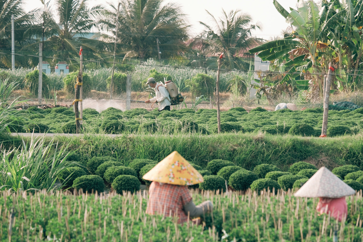 Giới Thiệu Gò Công Tây - Thiên đường của tôm, dừa và những điều bất ngờ