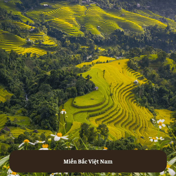 Miền Bắc Việt Nam ( Bắc Bộ)