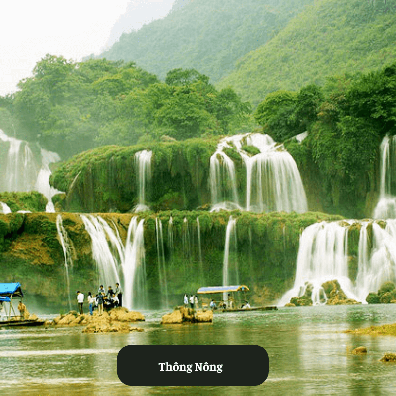 Thông Nông