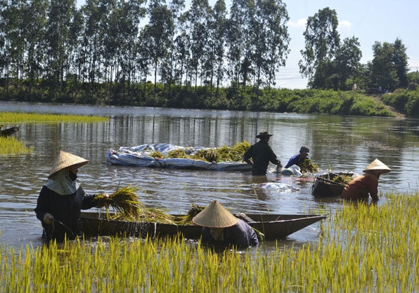 Xã Ea Kly Đắk Lắk