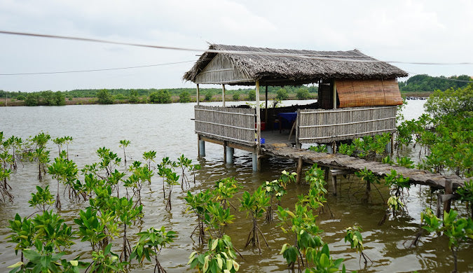 Giới Thiệu Bình Đại - Điểm Đến Lý Tưởng Cho Những Tâm Hồn Yêu Thiên Nhiên