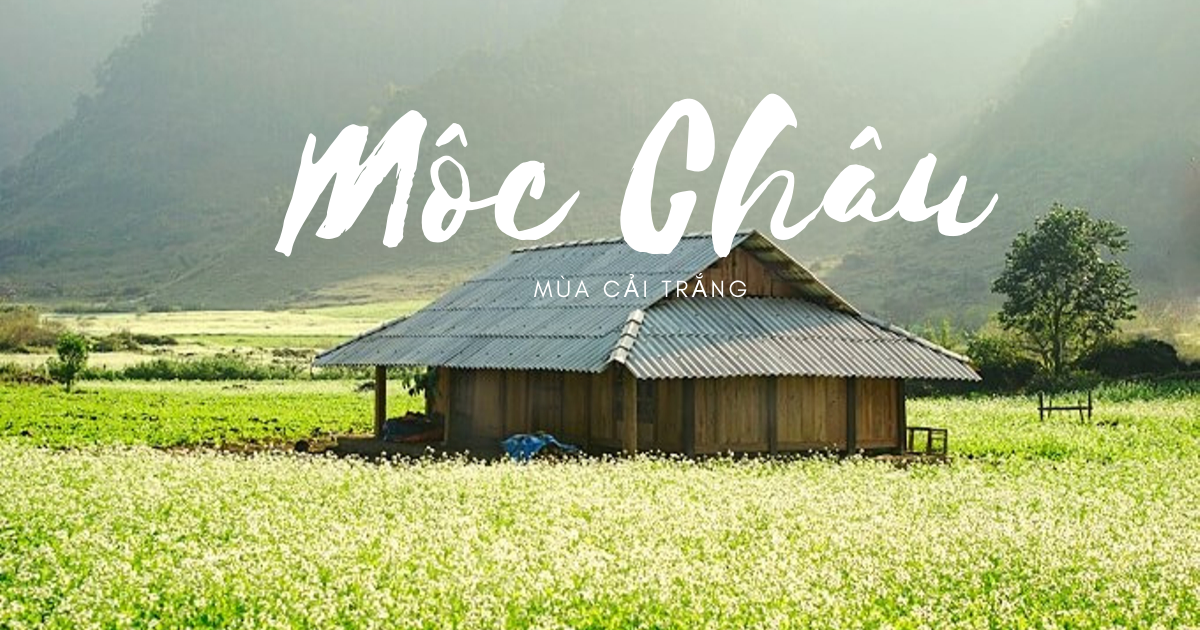 Giới Thiệu Mộc Châu - Địa Điểm Du Lịch Đẹp Mê Mẩn Lòng Người 