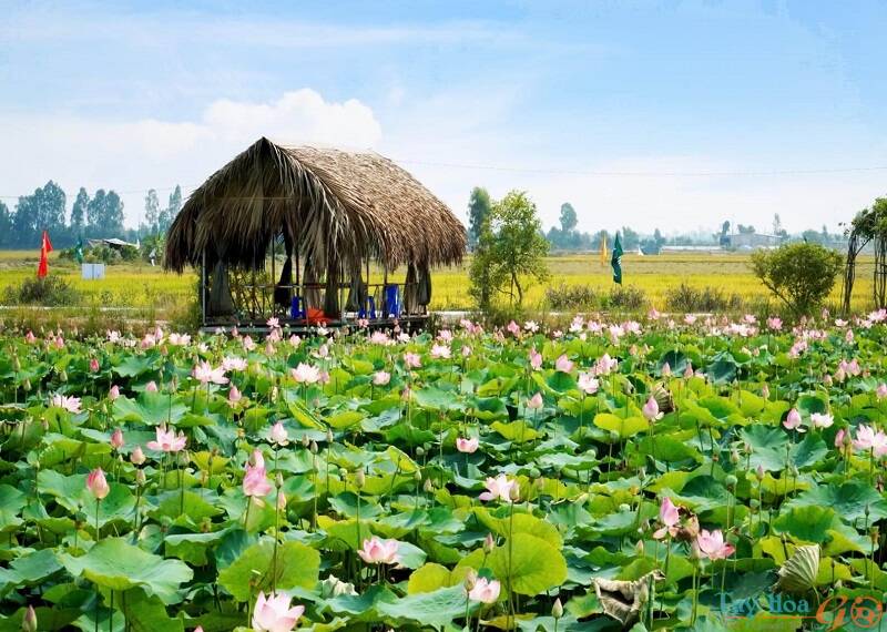 Thanh Bình Đồng Tháp - Điểm đến mới cho du khách