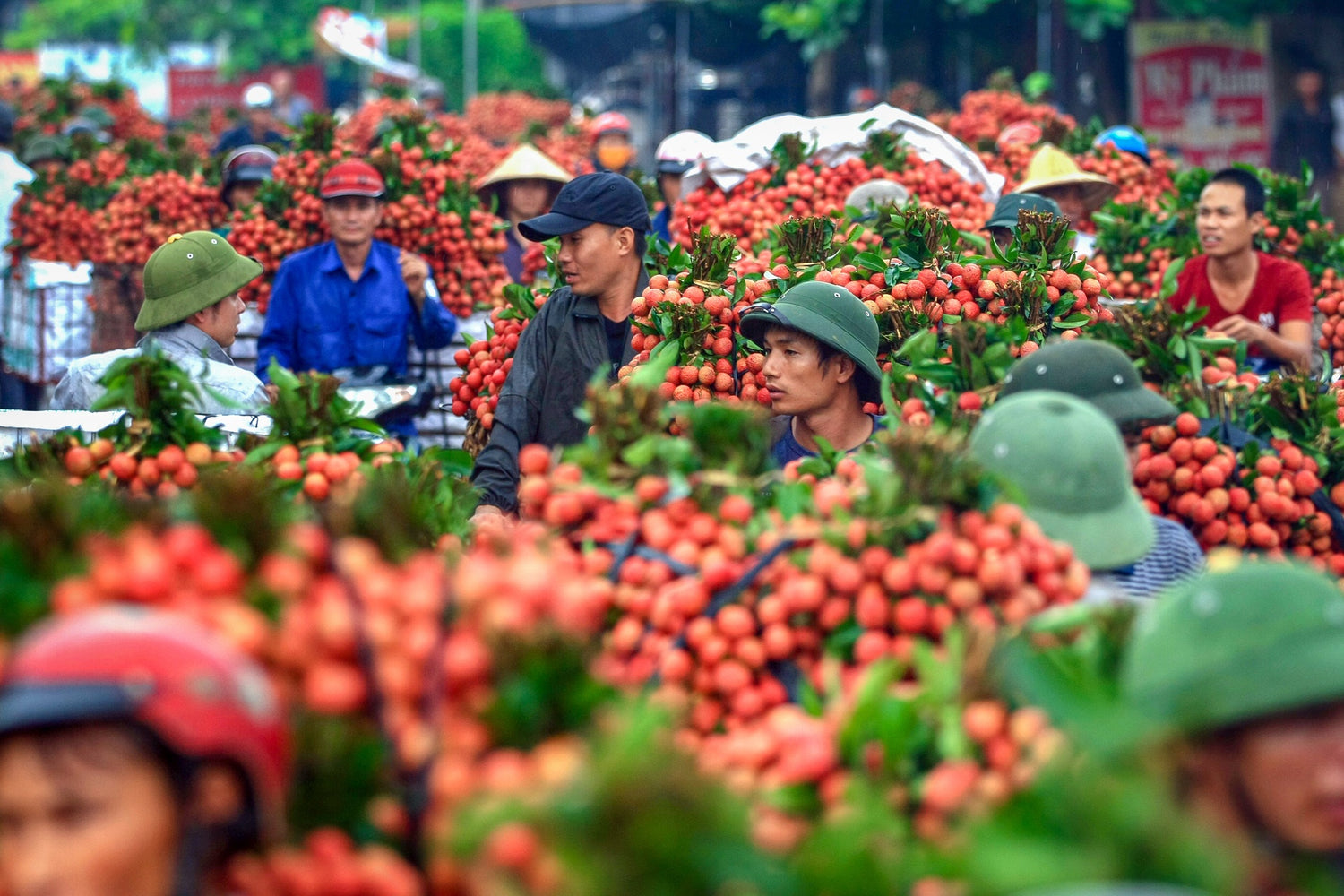 Giới Thiệu Lục Ngạn - Thiên Đường Vải Thiều Giữa Lòng Bắc Giang