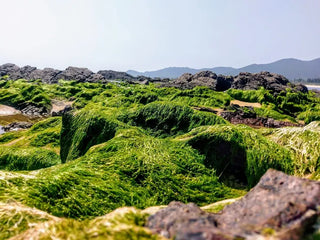 Bãi Biển Lộ Diêu