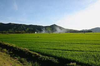 Kinh Tế Biển Lộ Diêu: Sự Chuyển Mình Sang Du Lịch Bền Vững