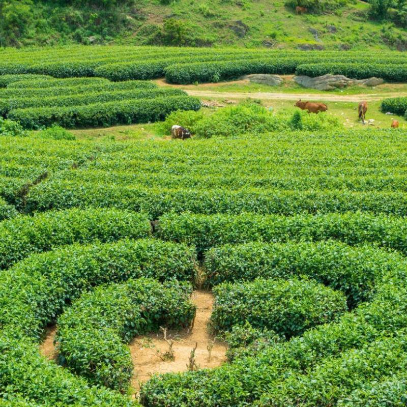 Các Chi Phí Khi Đi Đến Điểm Tham Quan Đồi Chè Trái Tim Mộc Châu, Giá Vé Đồi Chè Trái Tim Mộc Châu
