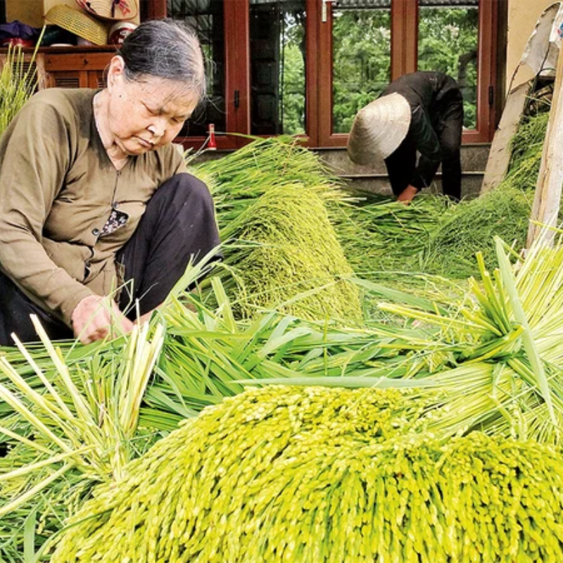 Các Chi Phí Khi Đi Đến Điểm Tham Quan Làng cốm Mễ Trì