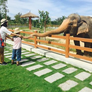 Các Chi Phí Khi Đi Đến Điểm Tham Quan FLC Zoo Safari Park Quy Nhơn
