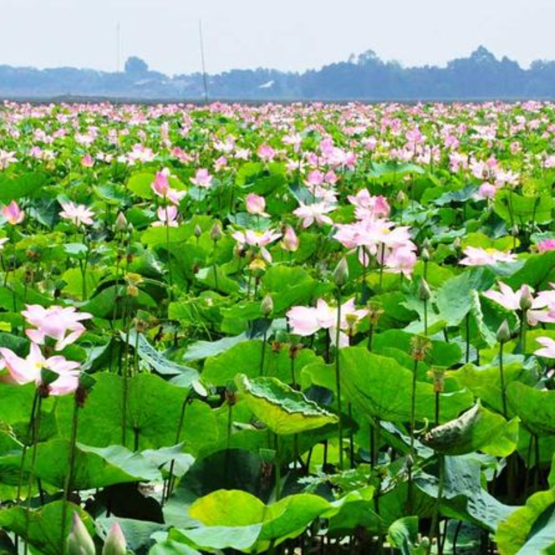 Các Chi Phí Khi Đi Đến Điểm Tham Quan Làng Sen
