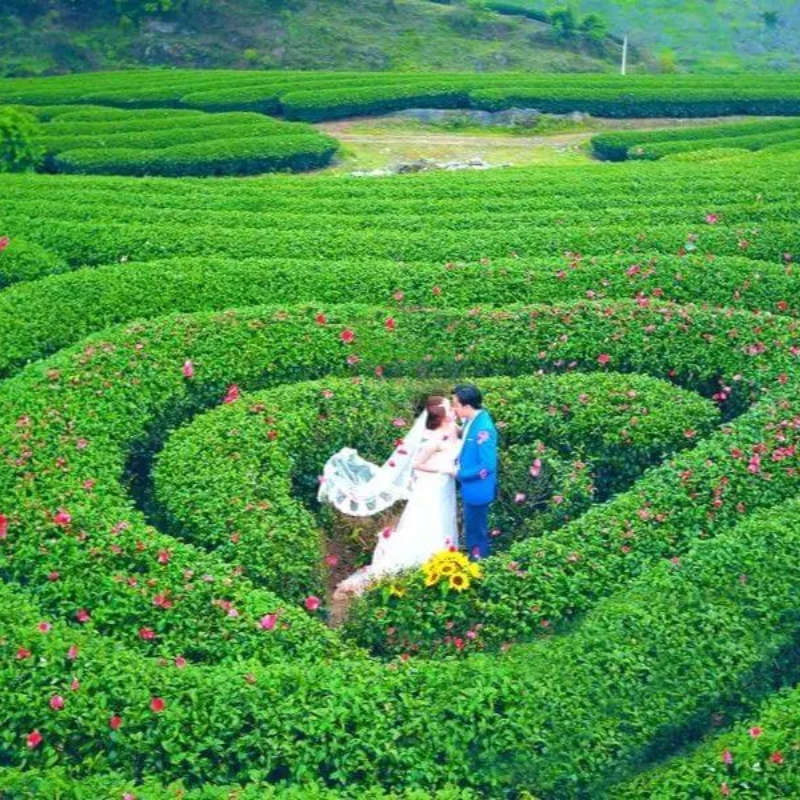 Các Địa Điểm Nổi Tiếng Gần Đồi Chè Trái Tim Mộc Châu (Ăn Gì? Chơi Gì?)