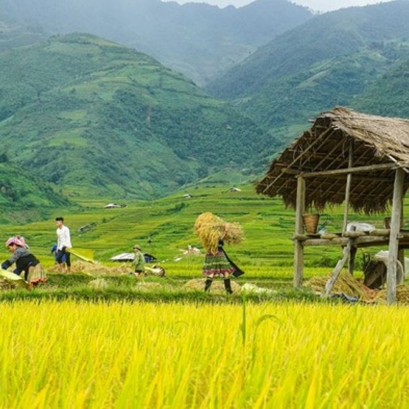 Các Địa Điểm Nổi Tiếng Gần Ruộng bậc thang Hồng Thái (Ăn Gì? Chơi Gì?)
